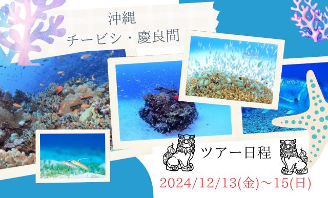 12月13日～12月15日ビックツアー！沖縄・慶良間諸島