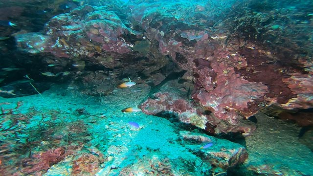 大量発生ハタタテハゼ