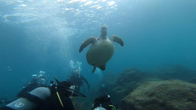 ウミガメと泳ぐ