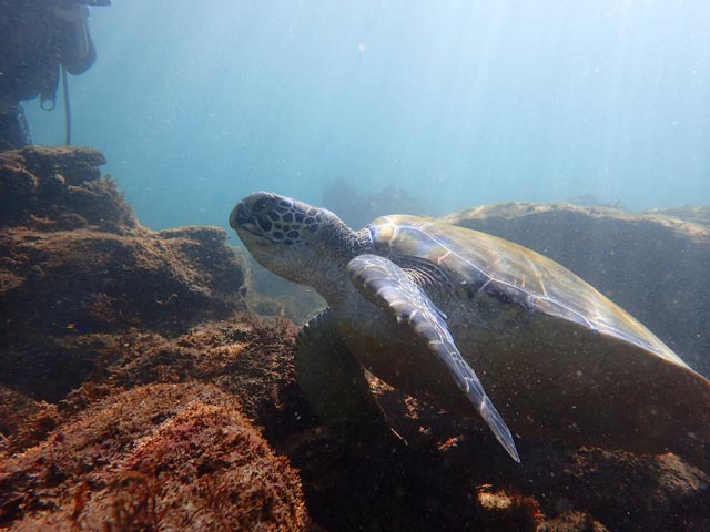 ウミガメ９月