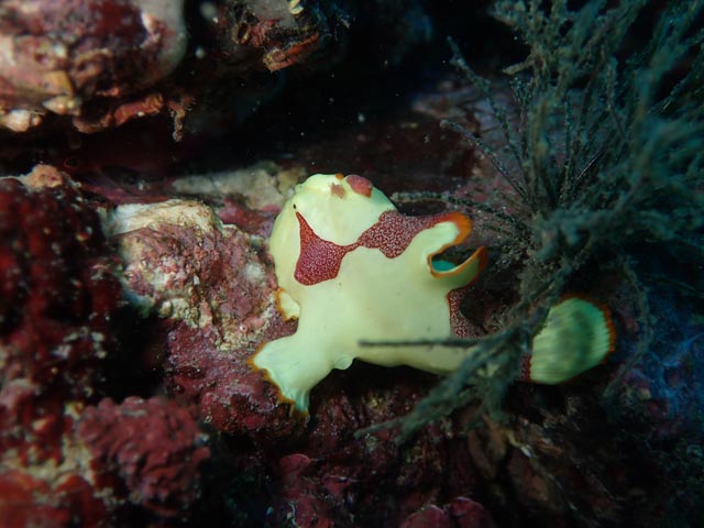 黄色のクマドリ珍しい