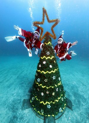 海洋公園クリスマスツリー